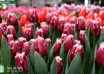 Tulipa San Pablo ® (2)